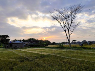 Güneş, kuş böceklerinden korunmak için ağlarla kaplı pirinç tarlalarının üzerinden doğar.