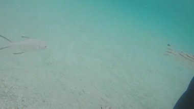 Labuan Bajo 'da berrak turkuaz suda yüzen birkaç balığın yer aldığı sualtı sahnesi. Balıkların farklı çizgileri vardır ve kameraya yakın yüzerler..