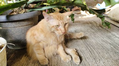 Kabarık turuncu bir kedi dokulu bir yüzeye yayılmış, etrafı saksı bitkileriyle çevrili. Kedinin rahat bir duruşu var, bacakları açık ve gözleri yarı kapalı, güneşli bir noktanın tadını çıkarıyor..
