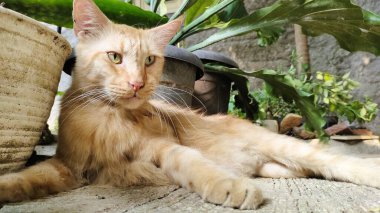 Gevşemiş turuncu tekir kedi beton bir yüzeye uzanmış, etrafı saksı bitkileriyle çevrili. Kedinin uzun kürkü ve çarpıcı yeşil gözleri var, sakin bir ifadeyle. Güneş ışığı yumuşak gölgeler bırakır, sakin atmosferi güçlendirir..