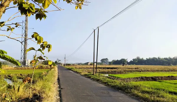 Berrak mavi gökyüzünün altında yemyeşil pirinç tarlalarıyla çevrili asfaltlanmış bir yol içeren sakin bir kırsal alan. Ağaçlar ve uzak tepeler sakin atmosfere katkı sağlar..
