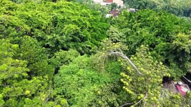 Çeşit çeşit ağaçlarla dolu yemyeşil bir ormanın havadan görünüşü, farklı yeşil yapraklar sergiliyor. Yoğun tepe örtüsü canlı ve zengin bir doğal manzara yaratır..