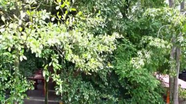 Yaprak ve dalların çeşitliliğini gösteren yoğun bir yeşil ağaç ve yaprak örtüsü. Sahne canlı ve gür, bu da sağlıklı bir ekosistemi gösteriyor..