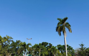 Sağ tarafında uzun bir palmiye ağacı olan açık mavi bir gökyüzü. Arka planda yemyeşil ağaçlar görülebiliyor ve tropikal bir atmosfer yaratıyorlar. Sahne aydınlık ve güneşli, sıcak bir günü işaret ediyor..