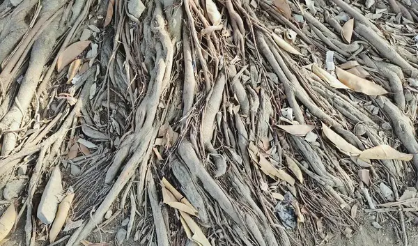 Yerdeki kuru yapraklarla iç içe geçmiş ağaç köklerinin yakın plan görüntüsü kök ve yaprakların dokusunu ve doğal yapısını gözler önüne seriyor..