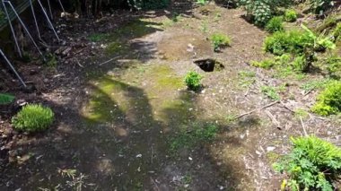 Kerto Mataram İslami Sitesi, Yogyakarta, Endonezya. Yosun ve dağınık döküntülerle dolu boş, aşırı gelişmiş bir arazi. Toprakta küçük bir delik görünüyor, yeşilliklerle çevrili..