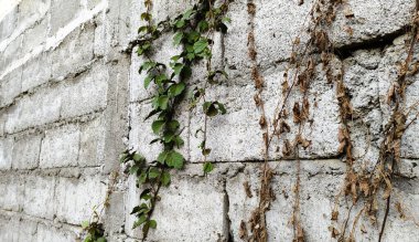 Üzerinde yeşil sarmaşık ve kuru sarmaşıklar olan desenli beton bir duvar. Duvarın pürüzlü, tamamlanmamış bir görüntüsü var. Gri tonlarla doğal elementlerin karışımını sergiliyor..