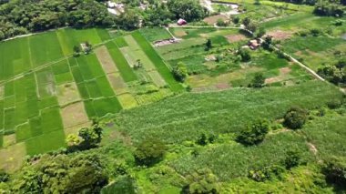 Yeşilin değişik tonlarında, dikdörtgen arsalara bölünmüş yemyeşil tarım alanlarının havadan görünüşü. Bazı bölgelerde ekinler sergilenirken, diğerleri nadasa yatar. Ağaçlar ve küçük bir yol görülebilir.