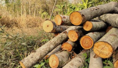 Çimenler ve küçük bitkilerle çevrili, yere yığılmış taze kesilmiş odun yığını. Kütükler farklı uzunluktadır ve kabukları görünür ve uçlarını keserler..