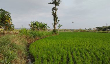 Yeni ekilmiş pirinç bitkileri güzel bir pirinç tarlasında, solda bir muz ve randu ağaçları grubu var. Uzaktan bir baykuş evi görülebilir.