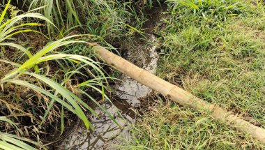 Arka planda yeşil çamur olan pirinç tarlasında kanalı geçmek için bir çiftçi tarafından kullanılan bambu çubuğu.
