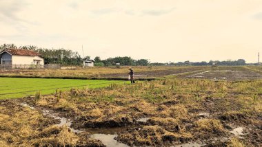 Çiftçiler yeni ekilmiş pirinç tohumlarının üzerine üra gübresi ekiyorlar güzel pirinç tarlalarının zeminine karşı.