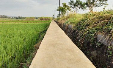 Köy yolundaki çimentodan yapılmış pirinç tarlalarını ayıran alçak açılı set. Merkezde bir su kanalı var. Güzel bir bakış açısı.
