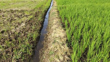 Araziyi bölen setin alçak açısı, sağda pirinç bitkileri ve solda ekilmeye hazır tarlalar var. Güzel bir bakış açısı.