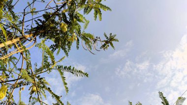 Sesbania grandiflora ağacının alçak açılı görüntüsü yeşil yapraklı dağınık bulutlu mavi gökyüzüne karşı. Dallar dışarıya ulaşarak gökyüzü için doğal bir çerçeve oluşturuyor..