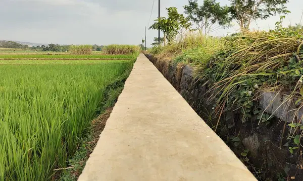 Köy yolundaki çimentodan yapılmış pirinç tarlalarını ayıran alçak açılı set. Merkezde bir su kanalı var. Güzel bir bakış açısı.