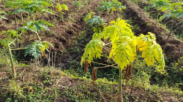 Önünde sarı-yeşil papaya ağaçları olan yemyeşil bir papaya çiftliği.