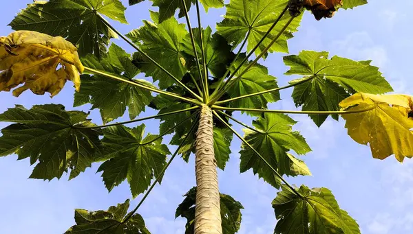 Mavi gökyüzüne karşı geniş, yeşil yaprakları olan uzun bir papaya ağacının alçak açılı görüntüsü. Bazı yapraklar sarı, mevsimsel değişiklikleri gösteriyor. Ağaç gövdesi ince ve düz.