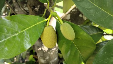 Büyük yeşil yapraklarla çevrili bir ağaç dalında asılı duran iki genç kaya meyvesi..