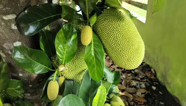 stock image A close-up view of a jackfruit tree with large green jackfruits and smaller developing fruits surrounded by lush green leaves.