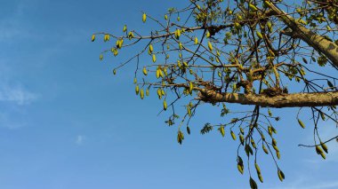 Açık mavi gökyüzüne karşı yeşil kapsülleri olan bir ağaç dalı. Dal kısmen çıplak, üzerinde sarkan kapsülleri sergiliyor, birkaç yaprak görünür..