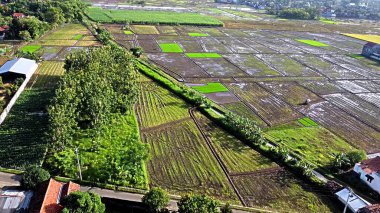 Çeşit çeşit yeşil ve kahverengi tonlarıyla yemyeşil pirinç tarlalarının havadan görünüşü. Manzara düzgünce düzenlenmiş araziler, kenarları kaplayan ağaçlar ve tarlaların içinden geçen bir yol içeriyor..