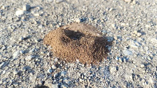 Bir karınca yuvası. Çakıl taşı yüzeyindeki toprak ve küçük çakıl taşlarından oluşan bir tepeye yakın çekim görüntüsü. Höyük küçük parçacıklardan oluşuyor, doğal bir açık hava ortamı sergiliyor..