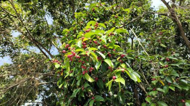Banyan ağacının meyveleri (Ficus benjamina) yuvarlak ve parlak kırmızıdır..
