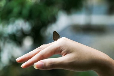 A small brown shirt clings to the back of his hand. with a slightly blurred natural background clipart