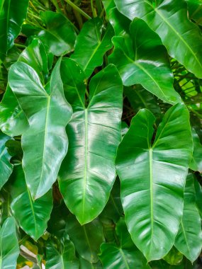 Philodndron, büyük ve parlak yapraklı bir süs bitkisidir. Filo Dandon 'un yaprakları yaprakların ortasında ince ve berraktır..