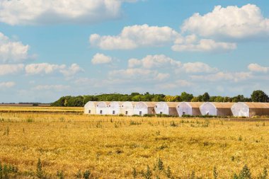 Terk edilmiş tarlada sera