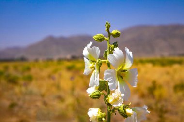 Alcea setosa çiçek shiraz iran