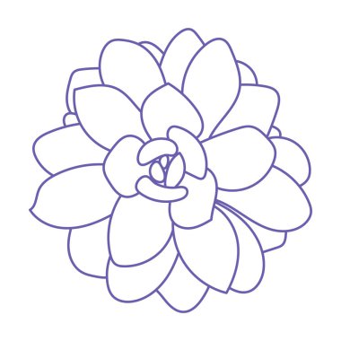 Nefis bir echeveria. Doodle vektörü çok peri illüstrasyonu. Parmak izi için çiçek çiziyorum. Taslak çizim bitkisi. 