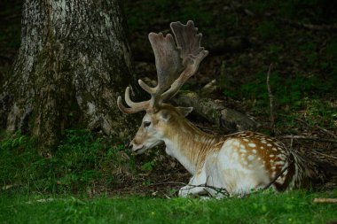 Genç geyik, büyük bir ağacın gölgesinde dinleniyor.