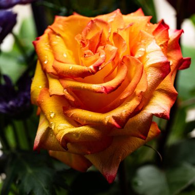 Kapalı bir makro karede turuncu gül.