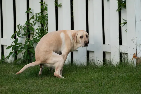 Labrador köpeği kameraya bakarken kakasını yapıyor.