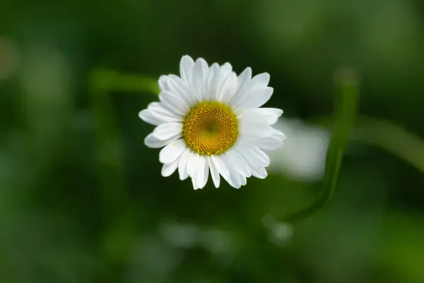 stock image Marguerite daisy close-up in a field