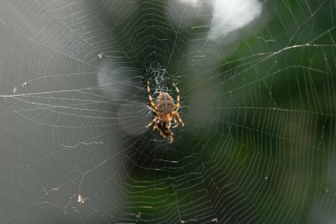 Yetişkin dişi Araneus diadematus örümceği Quebec, Kanada 'da bir bahçede ağa yakalanmış bir eşekarısıyla besleniyor.