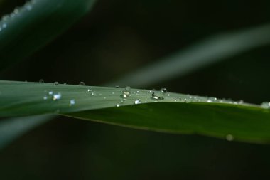 Taze bir sonbahar sabahı bitkinin yapraklarına çoklu su damlaları düşer.