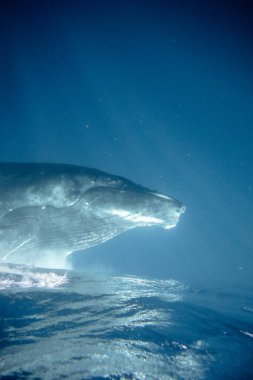 2023 'te Tonga adasında balinalarla yüzüyordum. Yüksek kalite fotoğraf