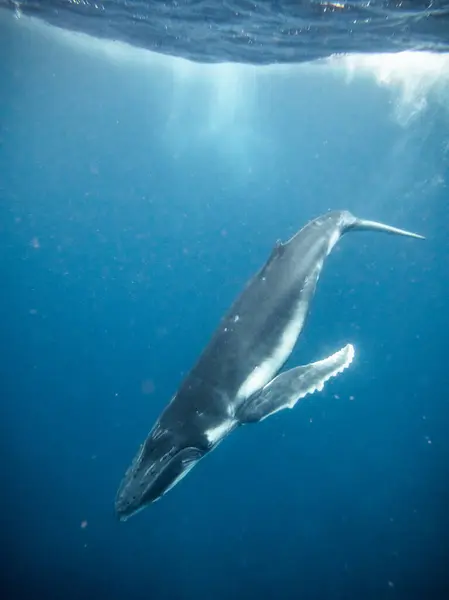 stock image Swimming with Whales on Tonga island, 2023. High quality photo