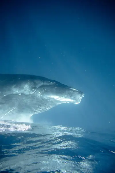 stock image Swimming with Whales on Tonga island, 2023. High quality photo