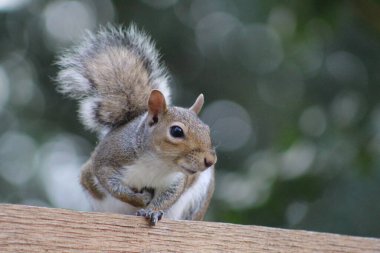 Amerikan gri sincabı çitin üstünde 