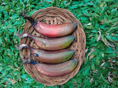 Musa acuminata 'Red Dacca', Güneydoğu Asya kökenli bir muz çeşididir. Teni kıpkırmızı ve tatlı bir tadı var, ama ahududu tadı var.