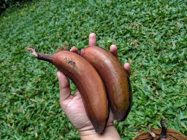 Musa acuminata 'Red Dacca', Güneydoğu Asya kökenli bir muz çeşididir. Teni kıpkırmızı ve tatlı bir tadı var, ama ahududu tadı var.