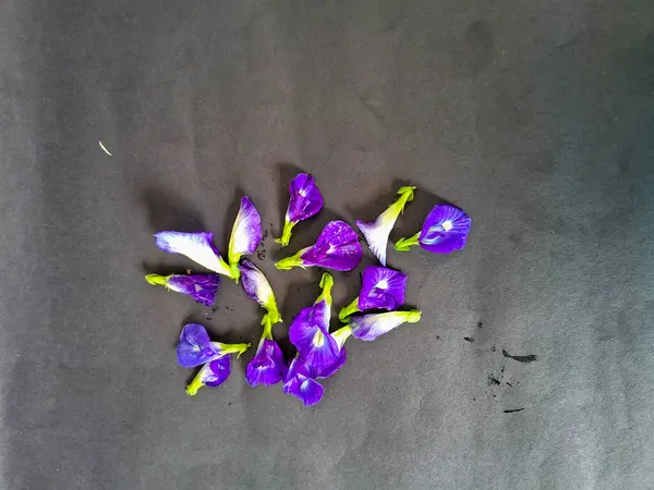 İzole edilmiş siyah arkaplanı olan kelebek bezelyesi çiçeği.