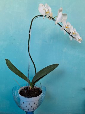 Mor falaenopsis orkidesi, en gelişmiş orkidelerden biri.