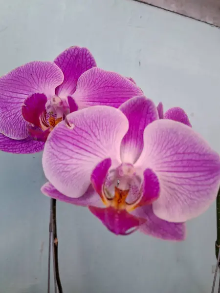 Mor falaenopsis orkidesi, en gelişmiş orkidelerden biri.