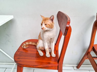Beyaz ve turuncu bir kedi tahta bir sandalyede oturur.