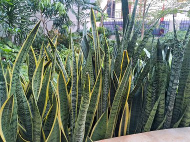 Canlı Sansevieria bitkilerinin yemyeşil bir bahçeye yakın çekimleri, çarpıcı yeşil ve sarı çeşitlilikteki farklı kılıç benzeri yapraklarını sergiliyor, doğal yeşillik ve manzara tasarımı için mükemmel..